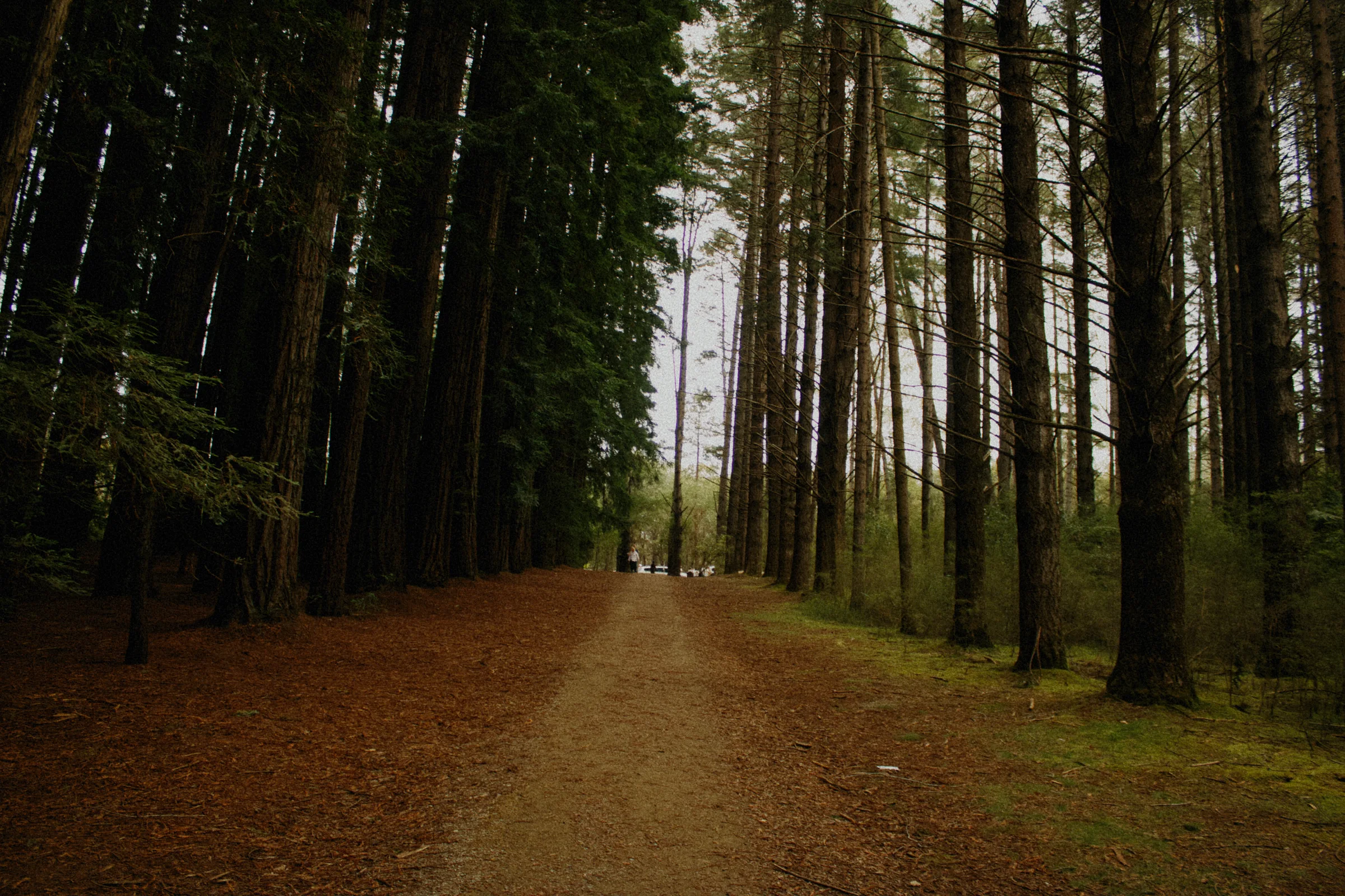 A wide dirt path divides dense dark trees from a brighter stand of slender trees.