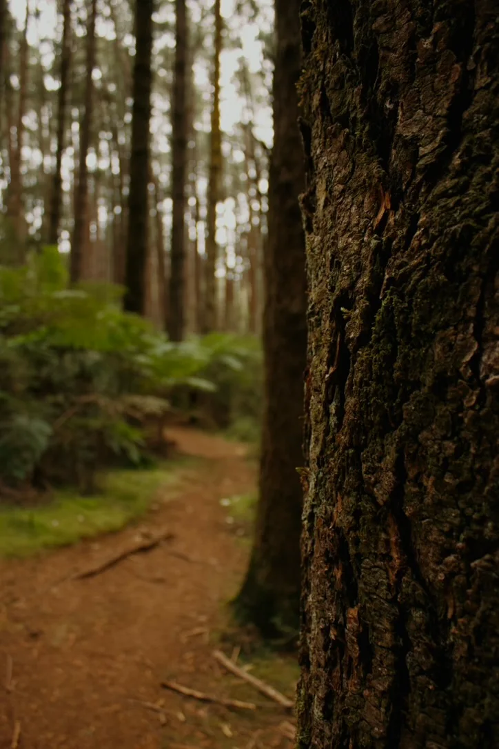 Close-up of rough dark tree bark beside a softly focused forest path.