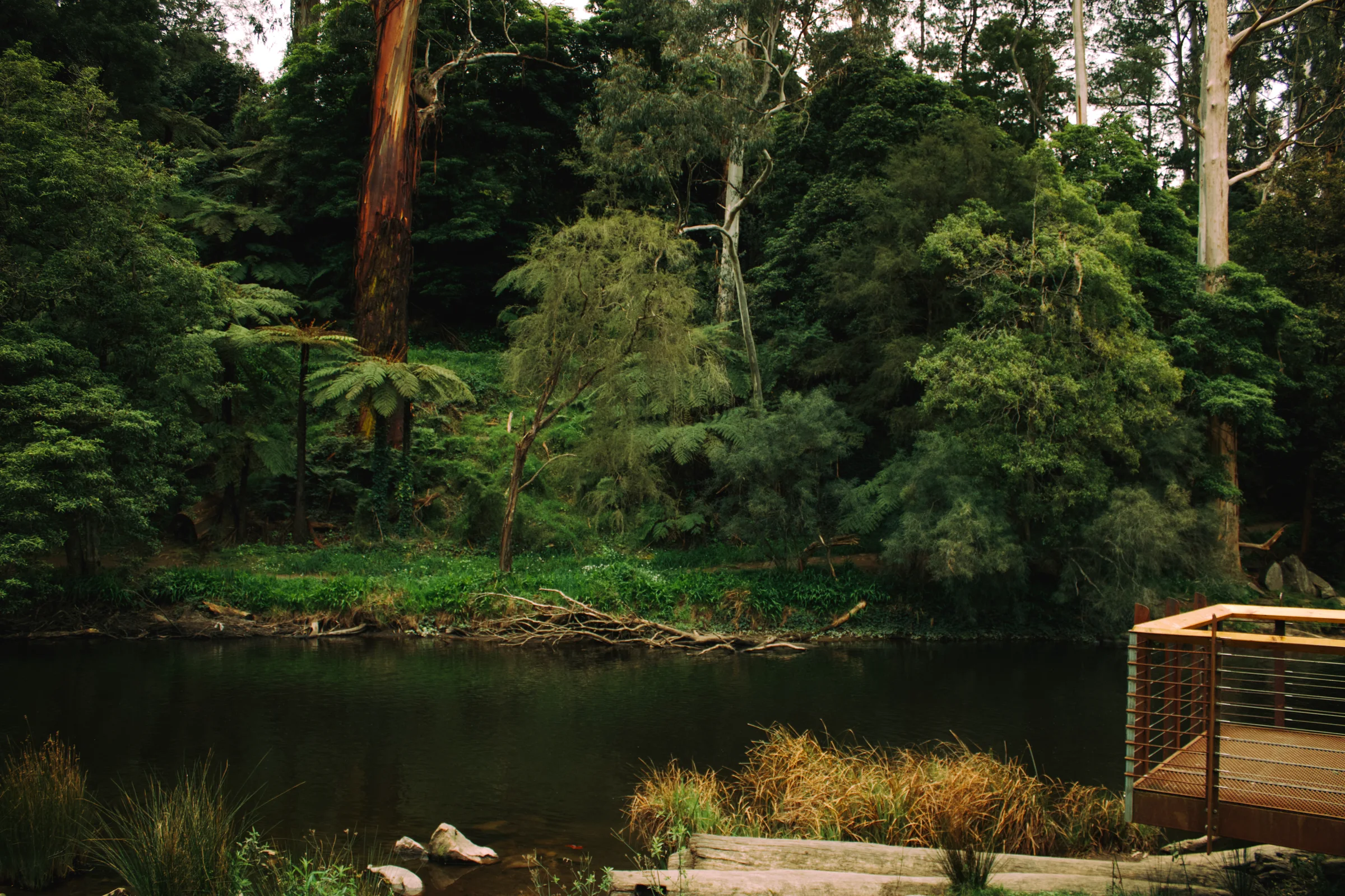 Dark still water bordered by dense green forest and a timber viewing platform.