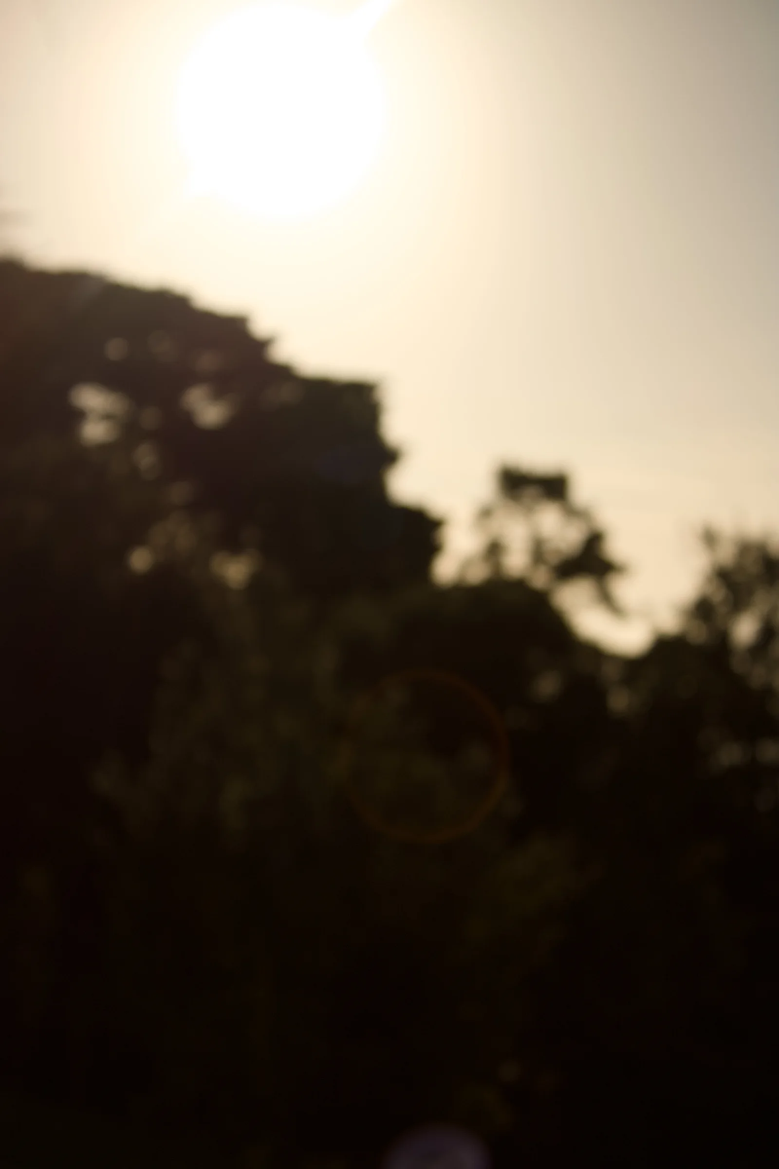 An image of trees in the sunlight, with a beautiful sunset in the background, and lens flare.