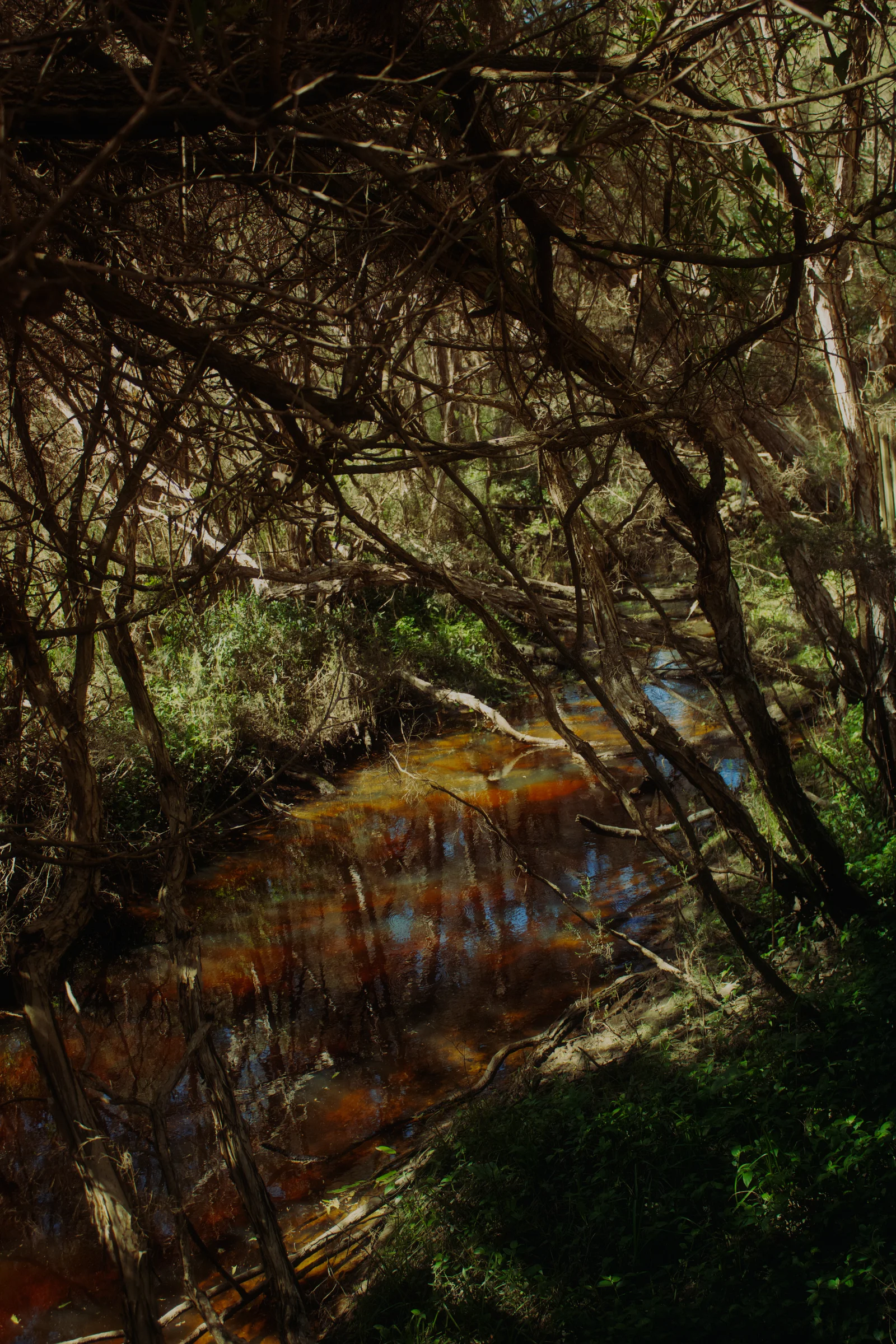 A river in the thick of a forest
