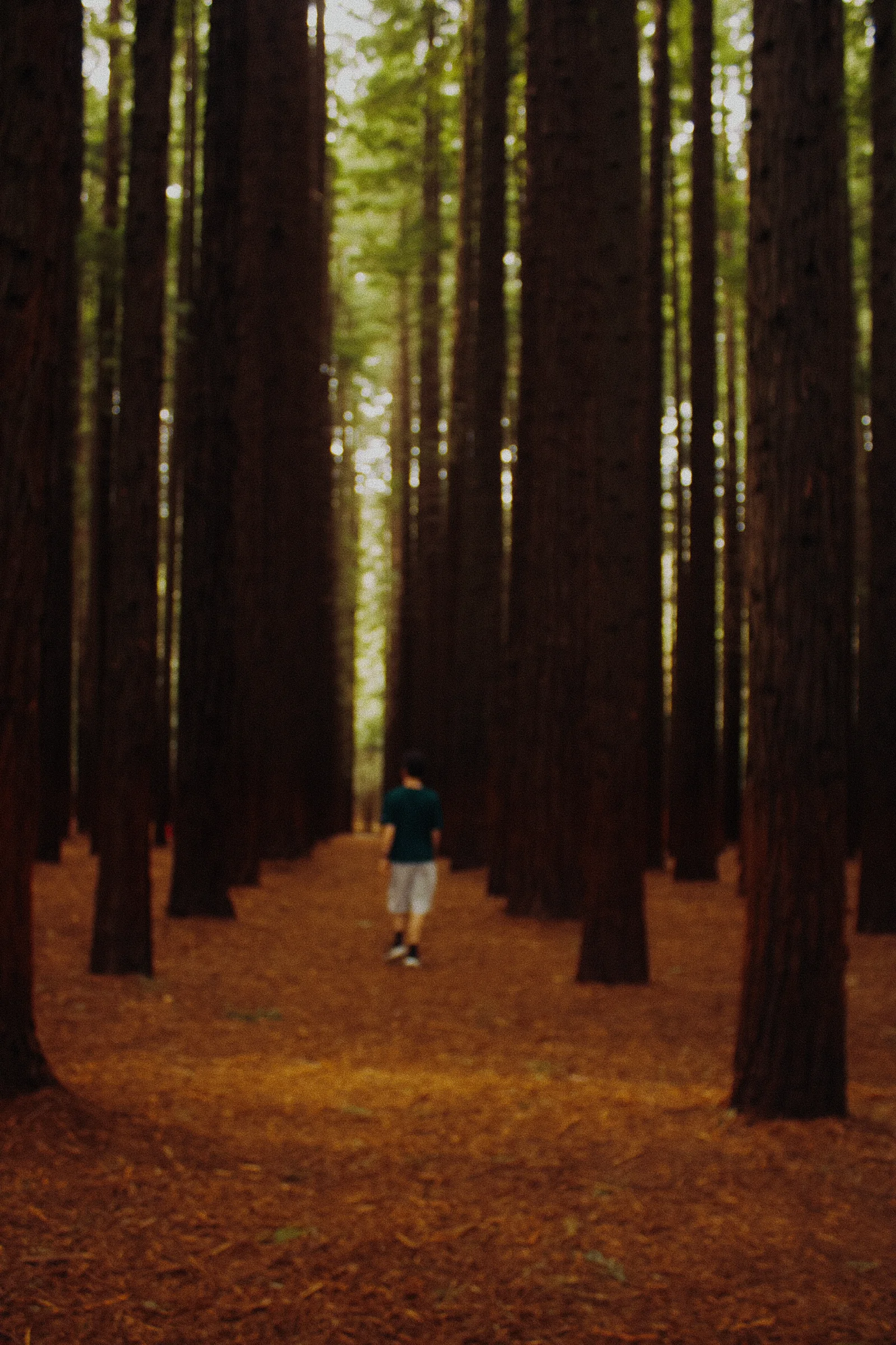 Me (Noah), walking down the rows of trees in Warburton.
