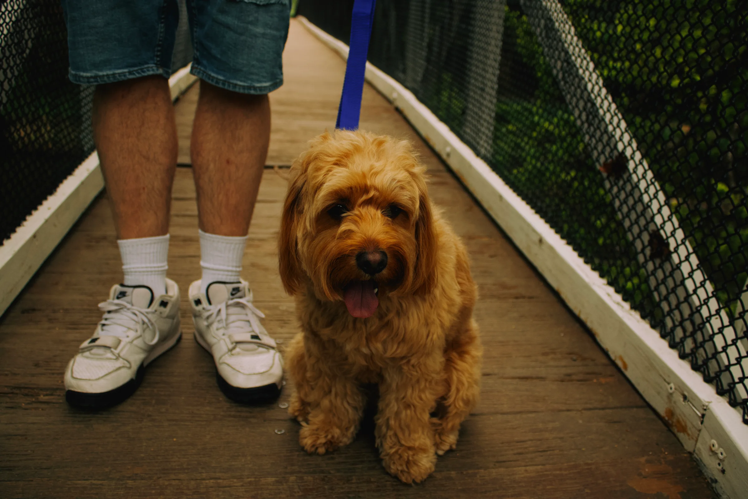 My Dog (Cobe), after walking around Warburton.