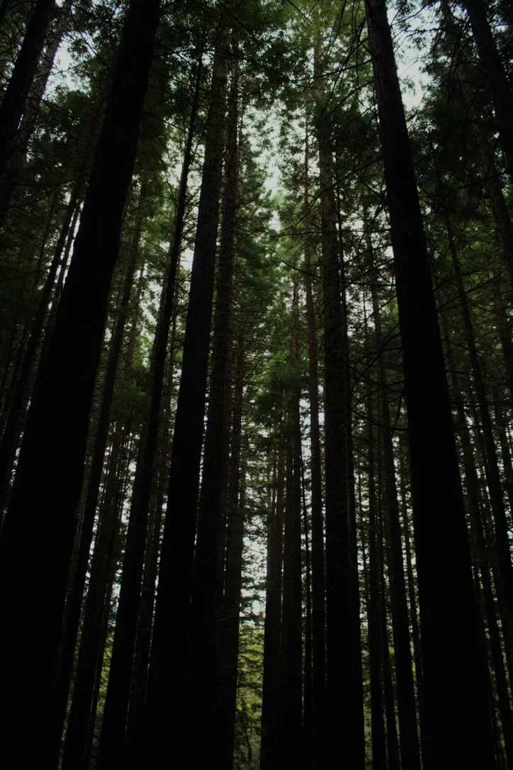 An Image of Trees Within Warburton’s Redwood Forest, the light illuminating the dark area.