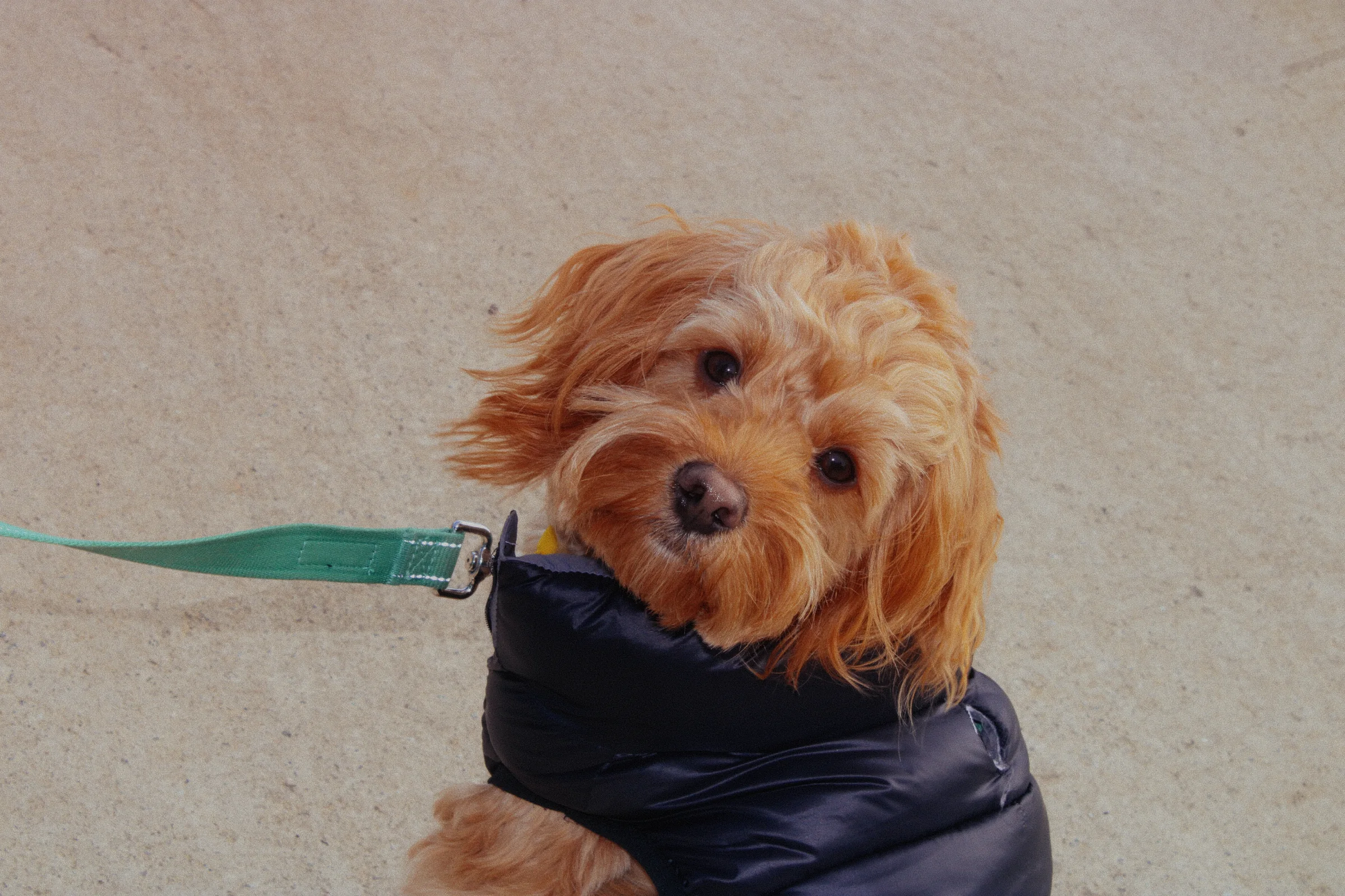 My dog (Cobe), turned and facing the camera, wearing a jacket and lead.